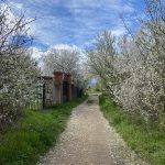 La nature entre en ville