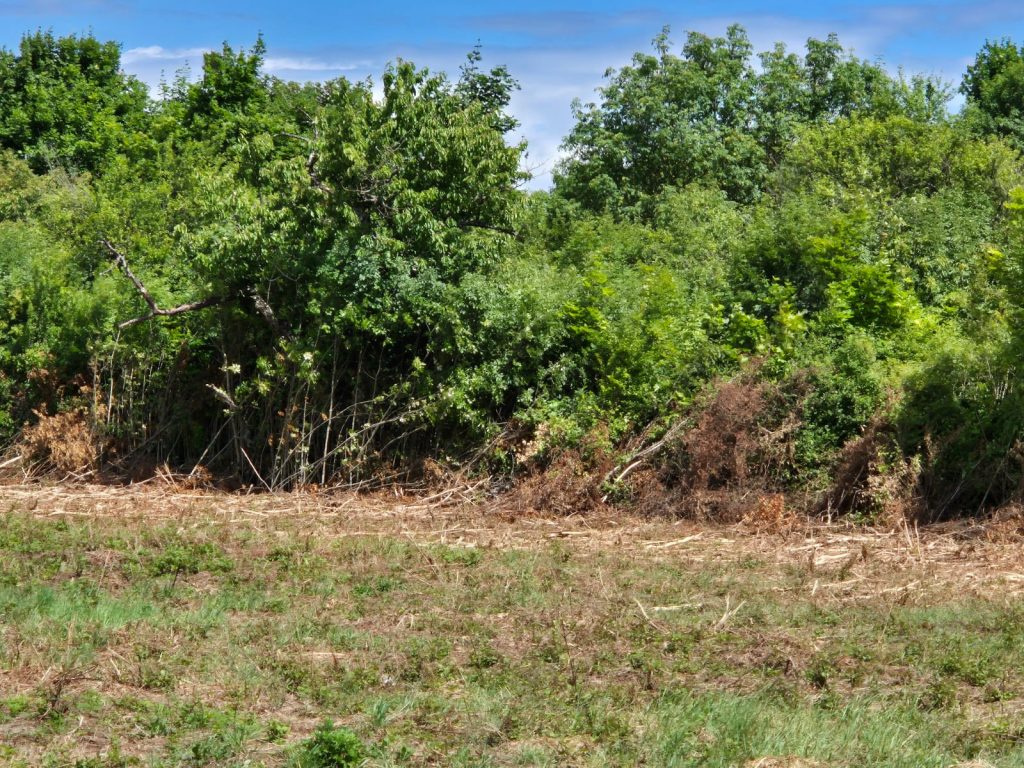 Déboisement pour installation de chevaux sur le plateau agricole
