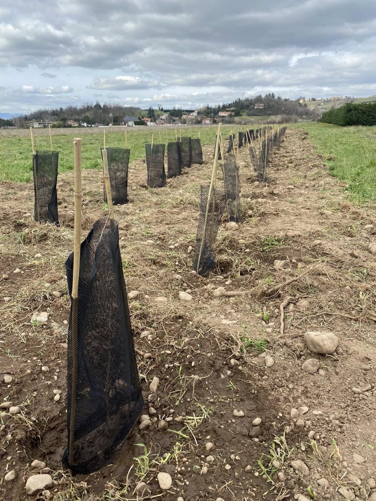 Plantation réalisée par les élèves