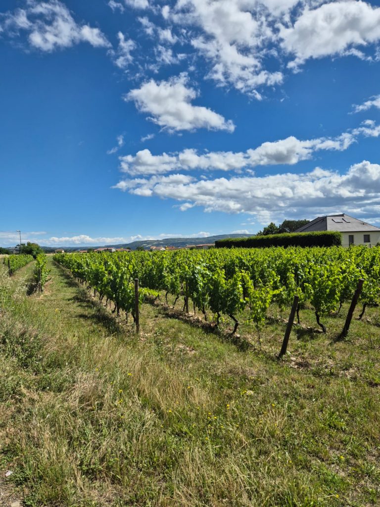 Vignes du chemin du Cimetière