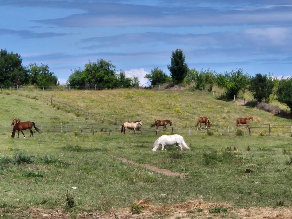 Chevaux dans des enclos sur le plateau agricole